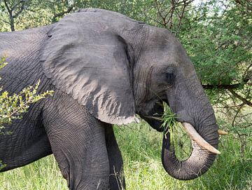 een olifant van dichtbij by ChrisWillemsen