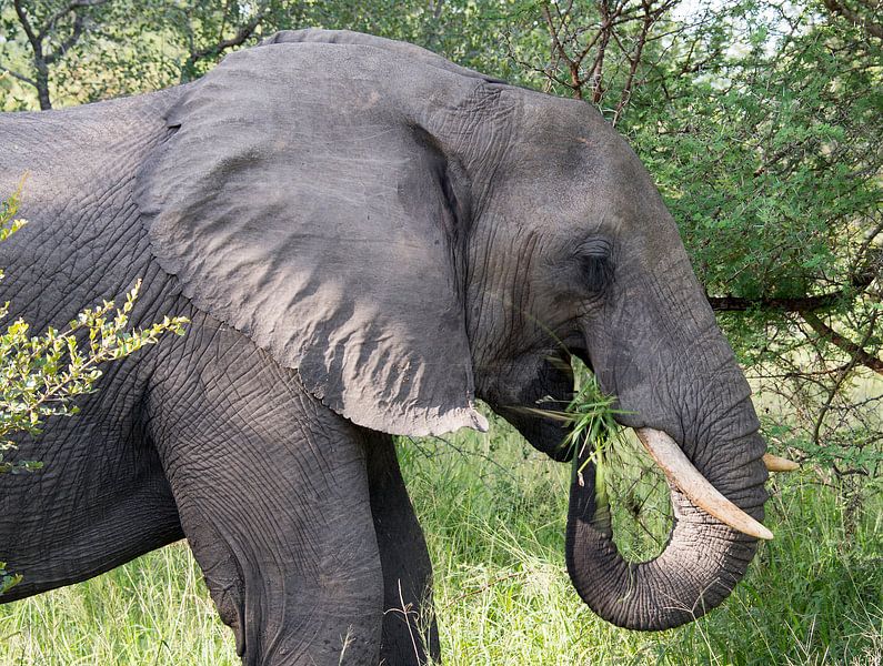 een olifant van dichtbij van ChrisWillemsen