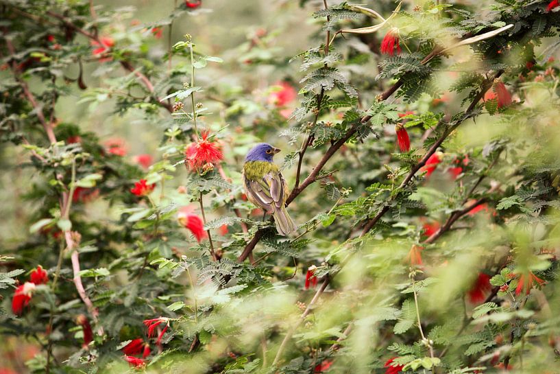 Can you see it by Anneke Verweij