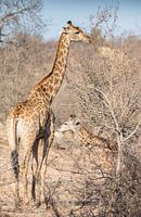 Moeder en Jong Giraf in Zuid-Afrika