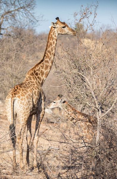 Moeder en Jong Giraf in Zuid-Afrika van Eveline van Beusichem