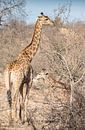 Moeder en Jong Giraf in Zuid-Afrika van Eveline van Beusichem thumbnail