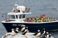 Crowded boats arrive at the overcrowded Farne Islands by Michelle Peeters thumbnail