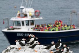Crowded boats arrive at the overcrowded Farne Islands by Michelle Peeters