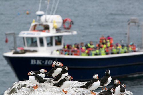 Overvolle boten arriveren op de overvolle Farne eilanden