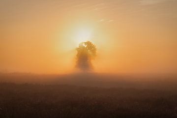 Sonnenaufgang im Moor von Angela Dijkman