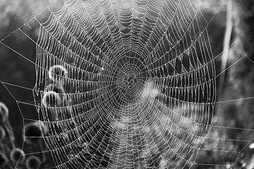 Mooi spinnenweb in zwart wit van Patrick Verhoef