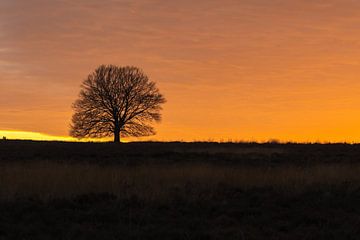 Ondergaande zon op de Edese hei in Januari van Eric Wander