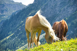 Pferde im Kleinwalsertal von Tanja Voigt