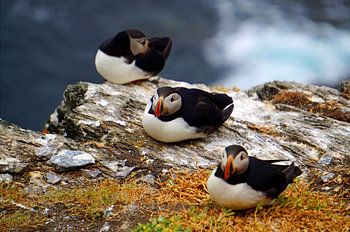 Puffins on the island of Skellig Michael in Ireland