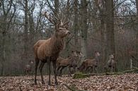 Edelherten in het bos van Michiel Leegerstee thumbnail