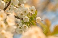 Fleurir par Moetwil en van Dijk - Fotografie Aperçu