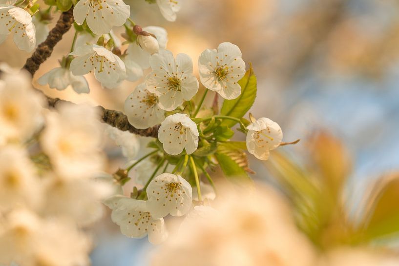 Fleurir par Moetwil en van Dijk - Fotografie