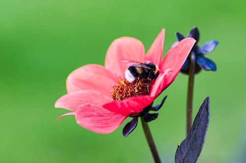 Hommel op een bloem