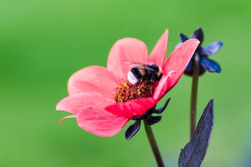 Bumblebee on a flower by Luis Emilio Villegas Amador