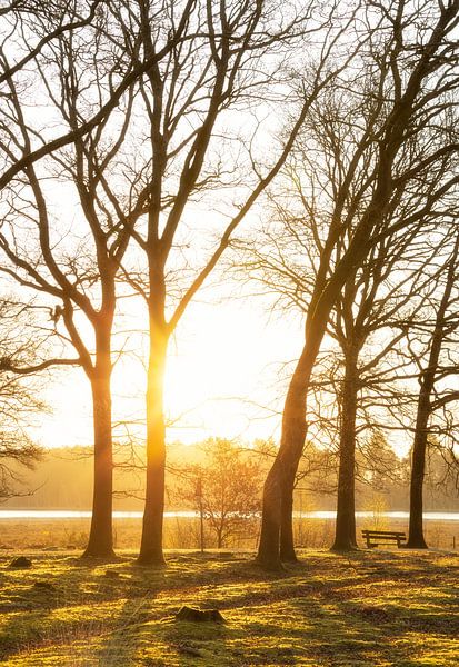 Sunrise Dwingelderveld Drenthe (The Netherlands) by Marcel Kerdijk