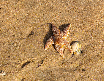 starfish with shell