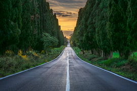 Bolgheri Cypress Avenue at Sunset, Tuscany by Stefano Orazzini