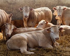 Cows in beautiful light in the barn by Marly De Kok
