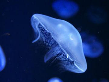 Quallen im Wasser 9 von Jörg Hausmann