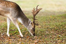 grasende männliche Hirsche mit verzweigtem Geweih grasend
