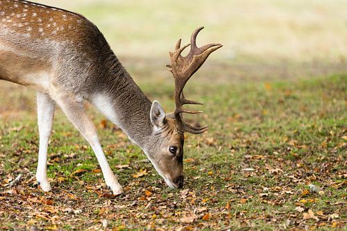 mannelijk damhert met vertakt gewei aan het grazen