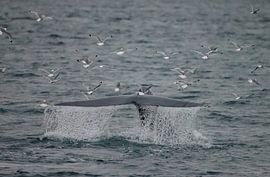 Blue Whale fluke at Spitsbergen. by Menno Schaefer