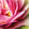 Pastellfarbene Rosenblüte von Nicc Koch