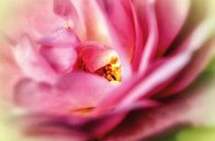 Pastellfarbene Rosenblüte von Nicc Koch Miniaturansicht