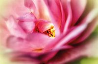 Pastellfarbene Rosenblüte