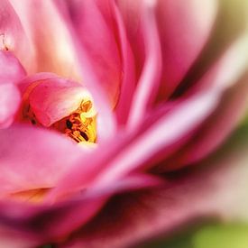 Pastel rose flower by Nicc Koch