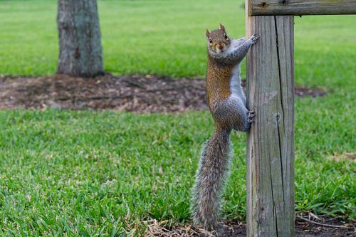 USA, Florida, Bruine eekhoorn met lange borstelige staart klimt op een houten spant