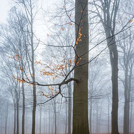 Beukenbos in de mist II (Utrechtse Heuvelrug, Nederland) van Sjaak den Breeje