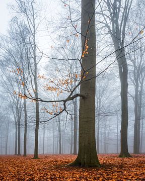 Beukenbos in de mist II (Utrechtse Heuvelrug, Nederland) van Sjaak den Breeje