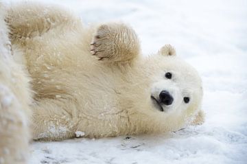 Jonge ijsbeer speelt in de sneeuw van Martijn Wilbers