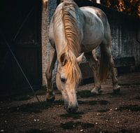 Pferd auf französischem Bauernhof