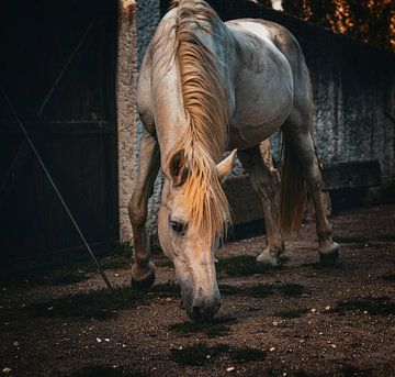 Paard op Franse boerderij van Maneschijn FOTO