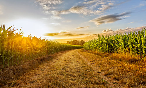 Sonnenaufgang in Simpelvel, Süd-Limburg von John Kreukniet