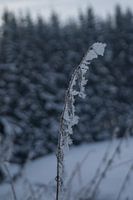 Uitgesneeuwende mist op graan
