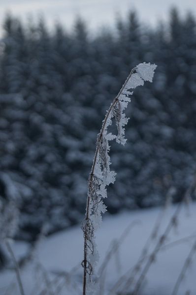 Uitgesneeuwende mist op graan par Andrea Ooms