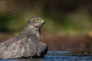 Sperwer Roofvogel van Rando Kromkamp