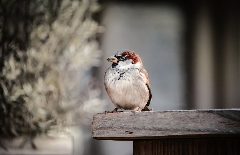 moineau dans une scène d'hiver par Leanne Verdonk