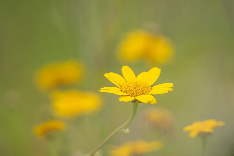 Gelbe Blumen von Gonnie van de Schans