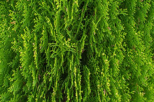 Groen, groen, groen als de den