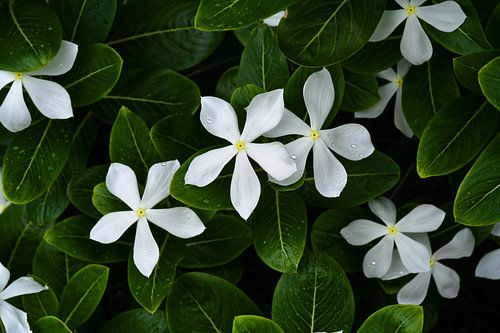 Zachtheid en glans van bloemen in de dauw