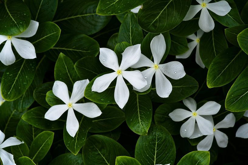 Softness and radiance of flowers in the dew by Frank Photos