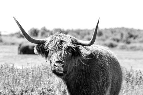 Scottish Highlander