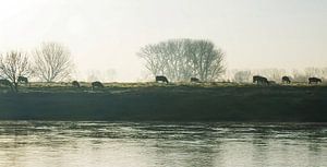 Cows on the banks of the Meuse sur Loris Photography