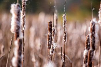 Die große Weisheitslatte