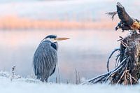 Blaureiher am kalten Morgen